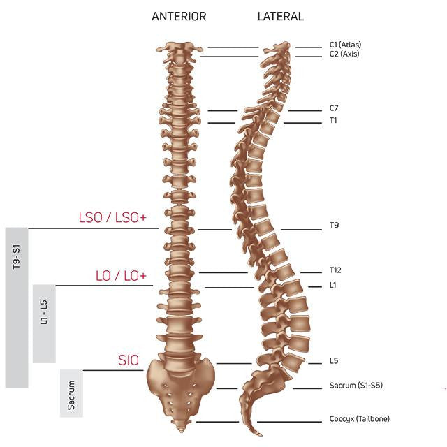 DonJoy Donjoy ISOFORM® LO Back Brace Low Profile Design 