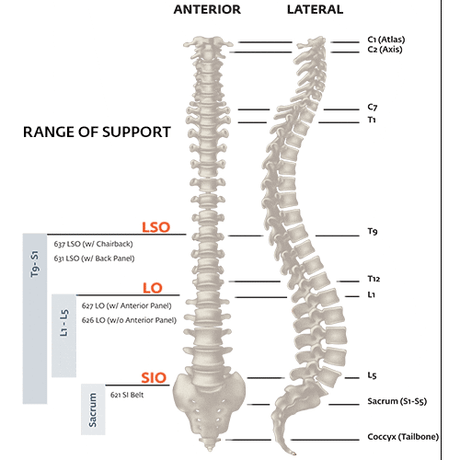 Exos Exos FORM II 621 Back SI Support