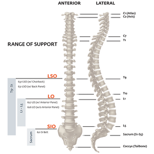 Exos Exos FORM II 626 Back Support